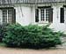 Juniperus X media ´Pfitzeriana´