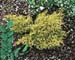 Juniperus X media Gold Sovereign ® ´Blound´