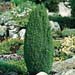 Juniperus communis ´Compressa´