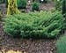 Juniperus communis ´Depressed Star´