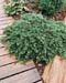 Juniperus communis ´Green Carpet´