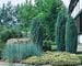 Juniperus communis ´Hibernica´