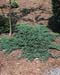 Juniperus communis ´Hornibrooki´