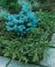 Juniperus communis ´Repanda´