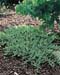 Juniperus conferta ´Blue Pacific´