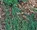 Juniperus horizontalis ´Emerald Spreader´