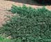 Juniperus horizontalis ´Wiltonii´
