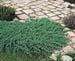 Juniperus procumbens ´Nana´