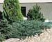 Juniperus sabina ´Blue Danube´