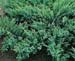Juniperus sabina ´Rockery Gem´