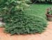 Juniperus sabina ´Tamariscifolia´