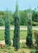 Juniperus scopulorum ´Skyrocket´