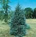 Juniperus scopulorum ´Springbank´