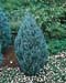 Juniperus scopulorum ´Wichita Blue´