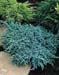 Juniperus squamata ´Blue Carpet´
