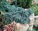 Juniperus squamata ´Blue Star´