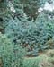 Juniperus squamata ´Meyeri´