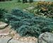 Juniperus virginiana ´Blue Arrow´