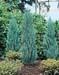 Juniperus virginiana ´Grey Owl´
