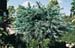 Larix kaempferi ´Blue Dwarf´