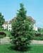 Metasequoia glyptostroboides