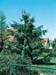 Picea Breweriana