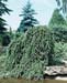 Picea abies ´Inversa´