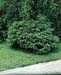 Picea abies ´Maxwellii´