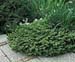 Picea abies ´Nidiformis´