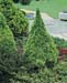 Picea glauca ´Conica´