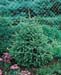 Picea omorika ´Nana´