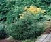Picea orientalis ´Gracilis´