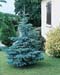 Picea pungens ´Hoopsii´