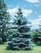 Picea pungens ´Koster´