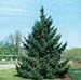 Picea sitchensis