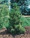 Pinus cembra