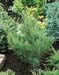 Pinus densiflora ´Umbraculifera´