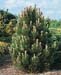 Pinus leucodermis ´Compact Gem´