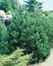 Pinus leucodermis ´Satellit´