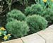 Pinus mugo ´Gnom´