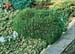 Pinus mugo ´Hesse´