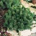 Pinus mugo ´Mops´
