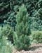 Pinus nigra ´Pyramidalis´