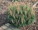 Pinus nigra Pierrick Bregeon ® ´Brepo´
