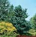 Pinus parviflora ´Glauca´