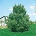 Pinus pinaster
