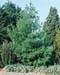 Pinus strobus