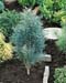 Pinus sylvestris ´Fastigiata´