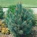Pinus sylvestris ´Watereri´