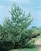 Pinus sylvestris